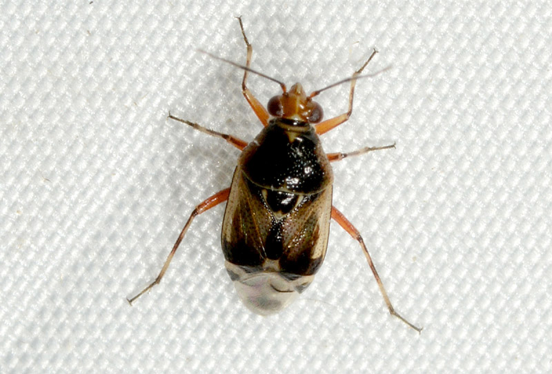 Miridae: Deraeocoris serenus